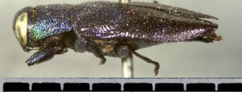 Media type: image;   Entomology 2708 Aspect: habitus lateral view